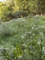 Eupatorium serotinum