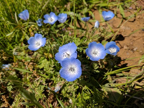 iNaturalist observation photo of Menzies' baby blue eyes