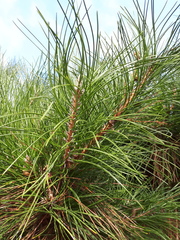 Pinus tabuliformis