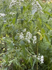 Eupatorium serotinum