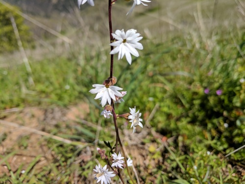 iNaturalist observation photo of San Francisco woodland-star