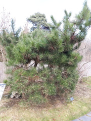 Pinus tabuliformis