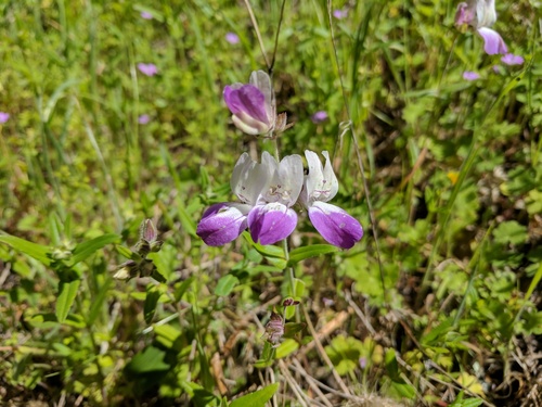 iNaturalist observation photo of Purple Chinese Houses
