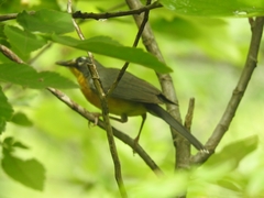 Basileuterus lachrymosus