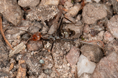 Iridomyrmex rubriceps