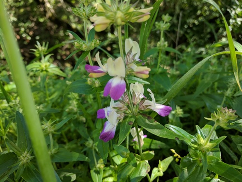 iNaturalist observation photo of Purple Chinese Houses