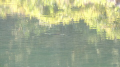 Acipenser medirostris