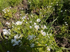 Limnanthes