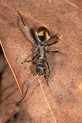 Polyrhachis brisbanensis