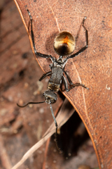 Polyrhachis brisbanensis