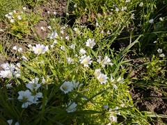 Limnanthes