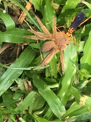 Batozonellus dorsalis