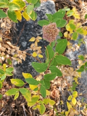 Spiraea splendens splendens