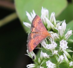 Pyrausta rubricalis