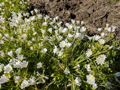 Limnanthes
