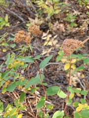 Spiraea splendens splendens