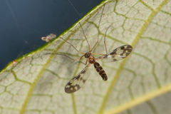 Chiasmoneura collessi