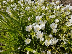 Limnanthes