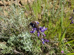 Lupinus albifrons collinus