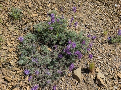 Lupinus albifrons collinus