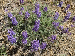 Lupinus albifrons collinus
