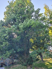 Quercus × bimundorum