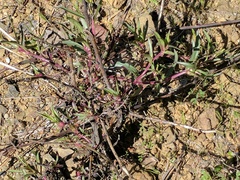 Penstemon heterophyllus