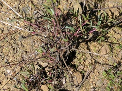 Penstemon heterophyllus