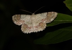 Pingasa ruginaria