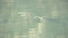 Acipenser medirostris