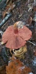 Cortinarius marylandensis