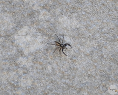 Menemerus bivittatus