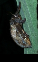 Acharia hyperoche