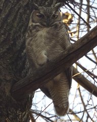 Bubo virginianus magellanicus
