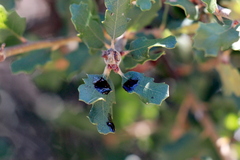 Lonsdalea quercina