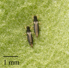 Heliothrips haemorrhoidalis
