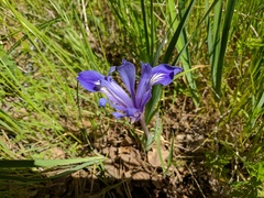 Iris macrosiphon