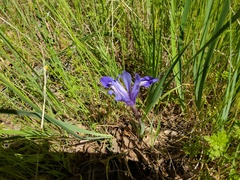 Iris macrosiphon