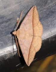 Ugia purpurea