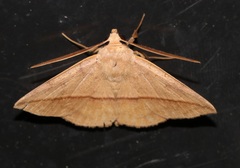 Ugia purpurea