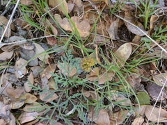 Lomatium observatorium