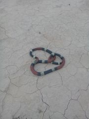 Micrurus pyrrhocryptus