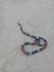 Micrurus pyrrhocryptus