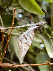 Libytheana carinenta
