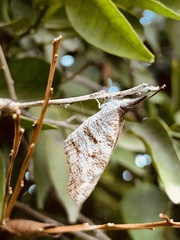 Libytheana carinenta