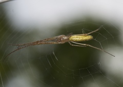 Tetragnatha straminea