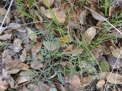 Lomatium observatorium