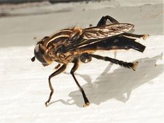 Orthoprosopa bilineata