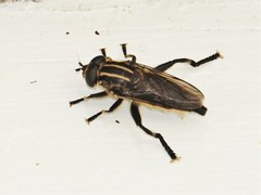 Orthoprosopa bilineata