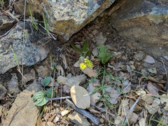 Lomatium observatorium